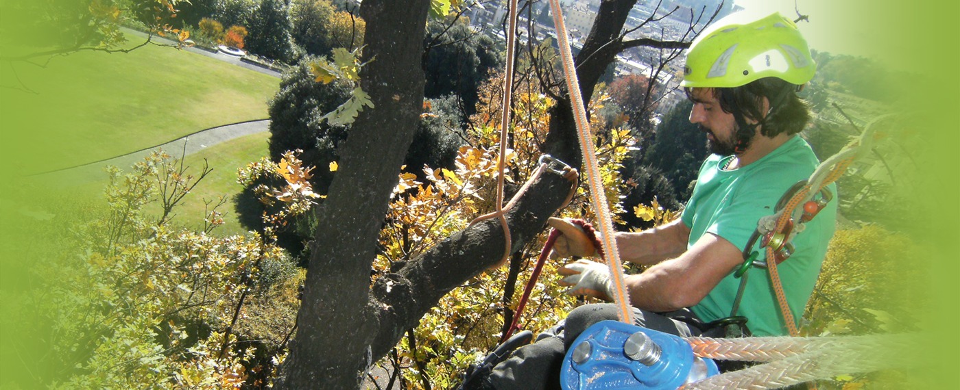 Tree Climbing